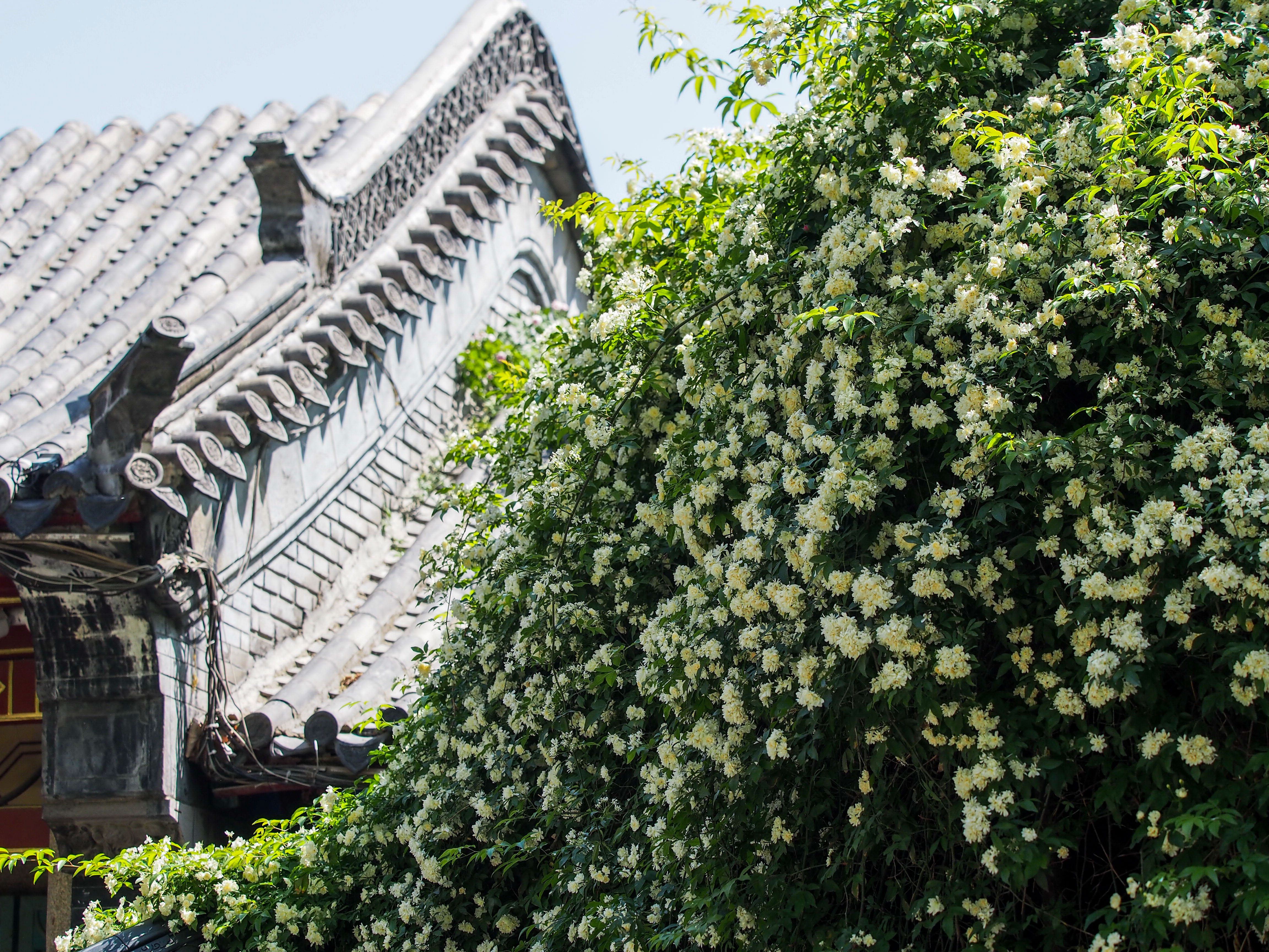 趵突泉景区满墙的白花是“白蔷薇”？原来是木香花开了