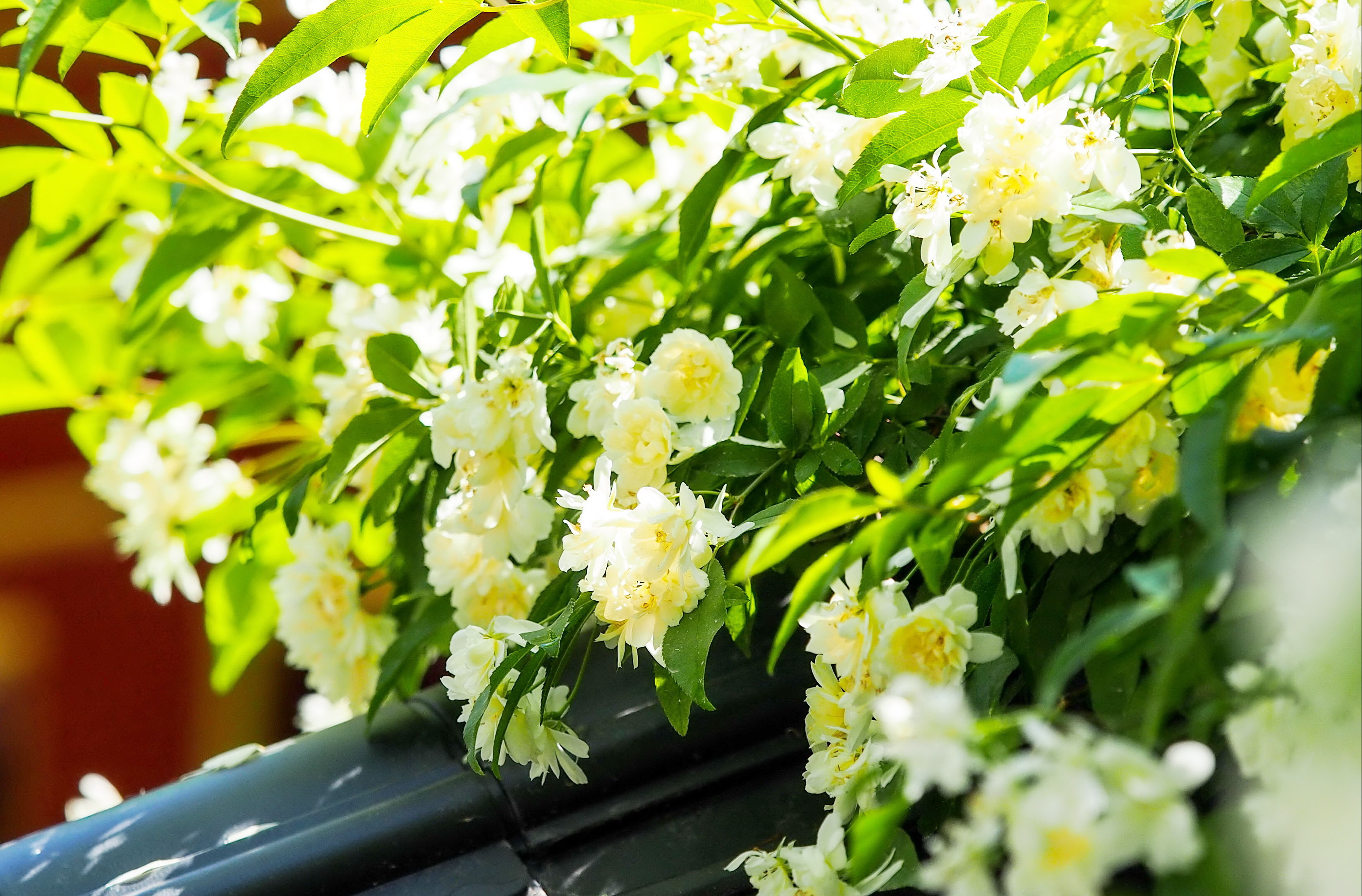 趵突泉景区满墙的白花是“白蔷薇”？原来是木香花开了