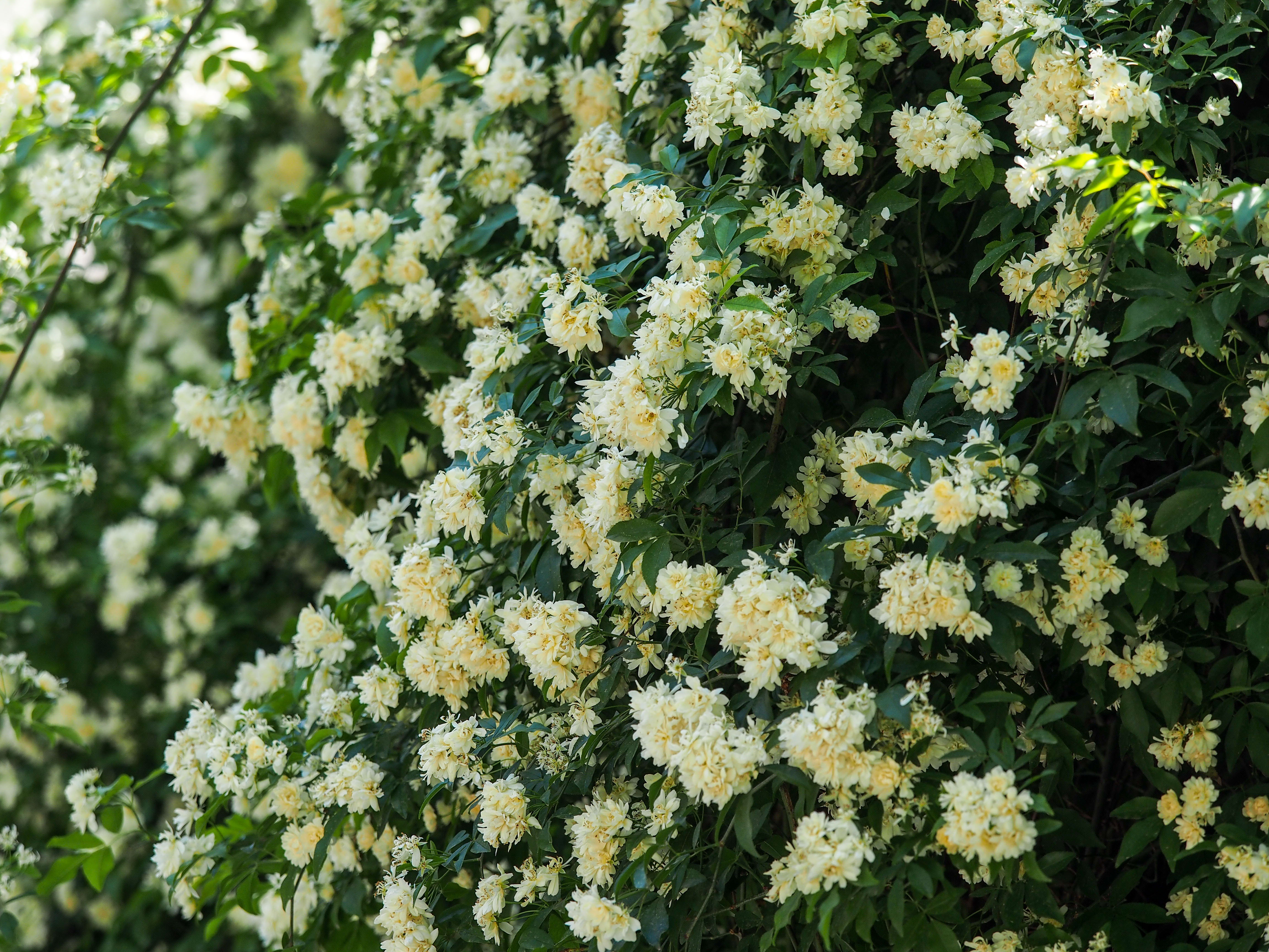 趵突泉景区满墙的白花是“白蔷薇”？原来是木香花开了
