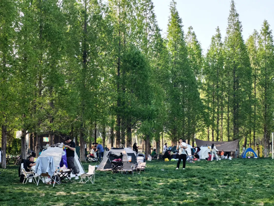 不负好春光，济南鲜花港景区樱花风筝节将持续至“五一”假期