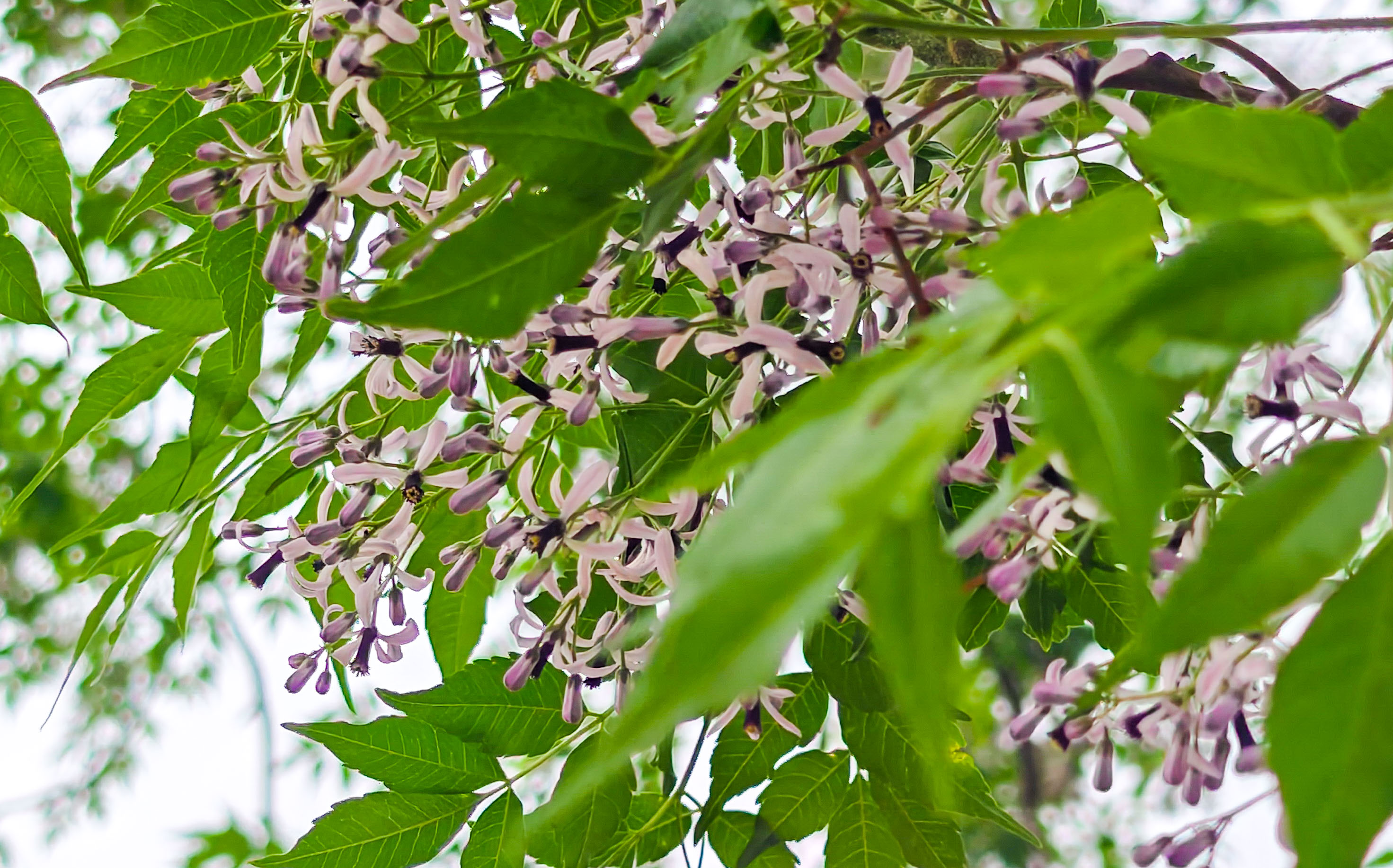 苦楝花开，济南街头弥漫“春天的告别曲”