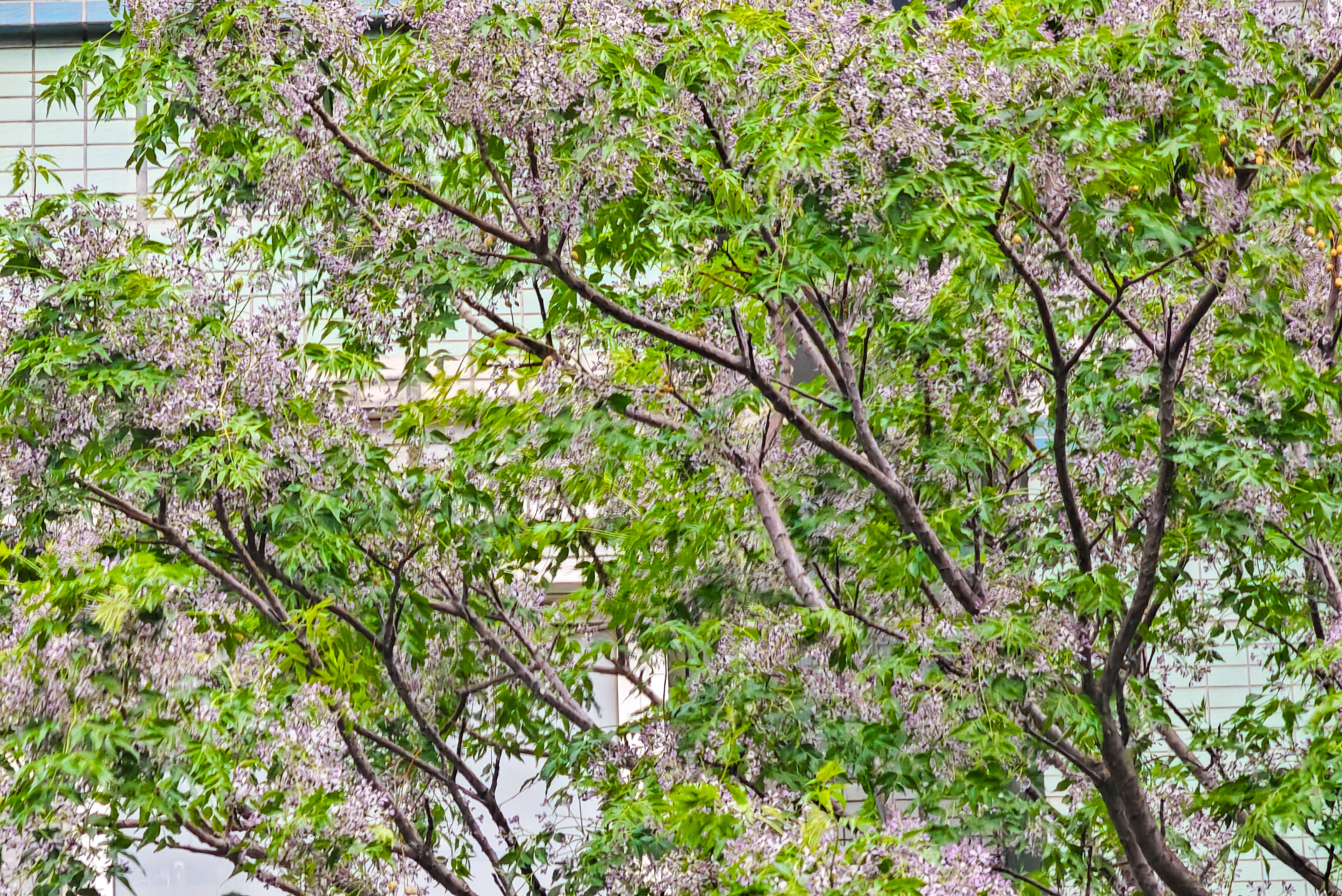 苦楝花开，济南街头弥漫“春天的告别曲”
