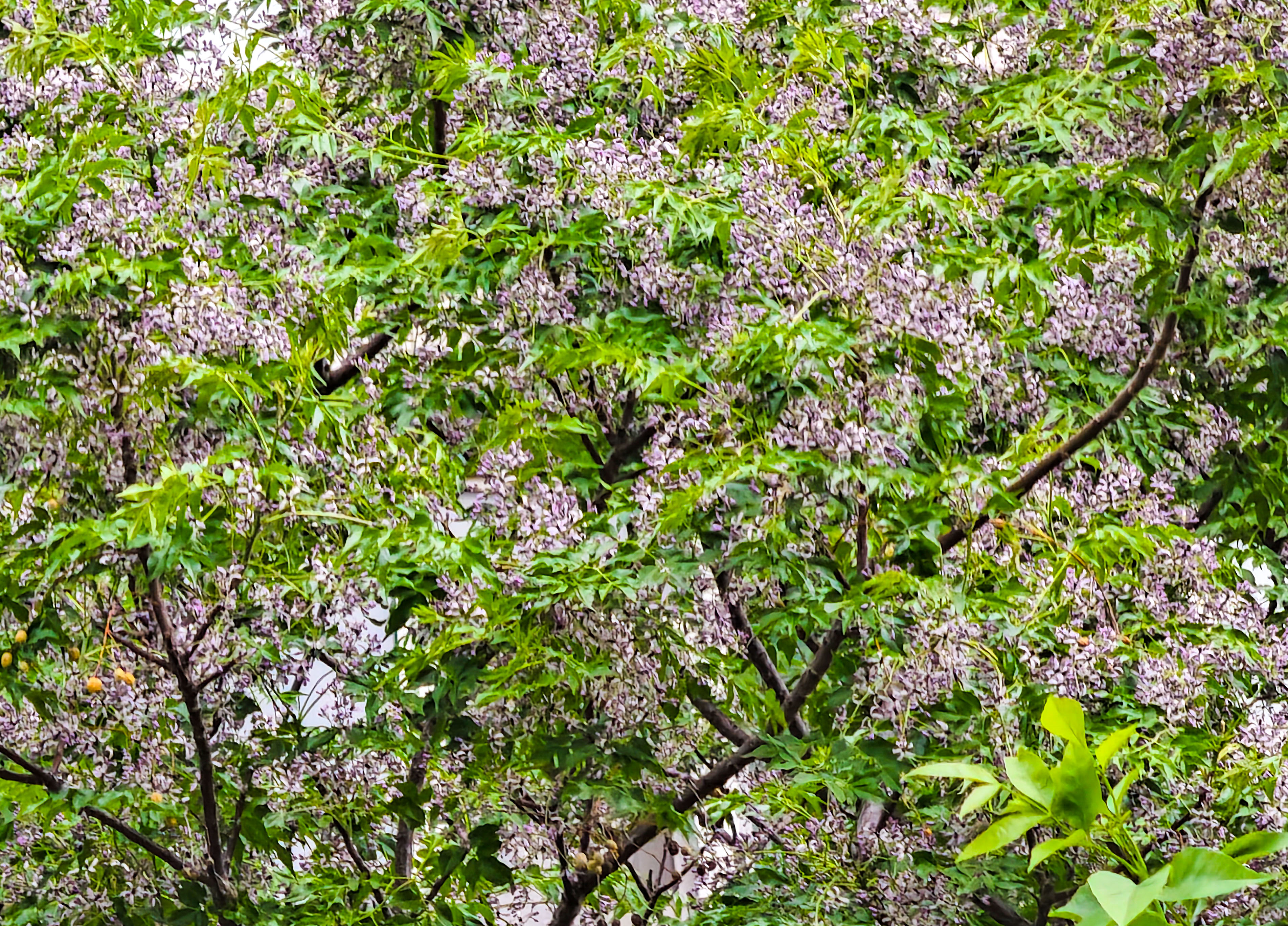 苦楝花开，济南街头弥漫“春天的告别曲”
