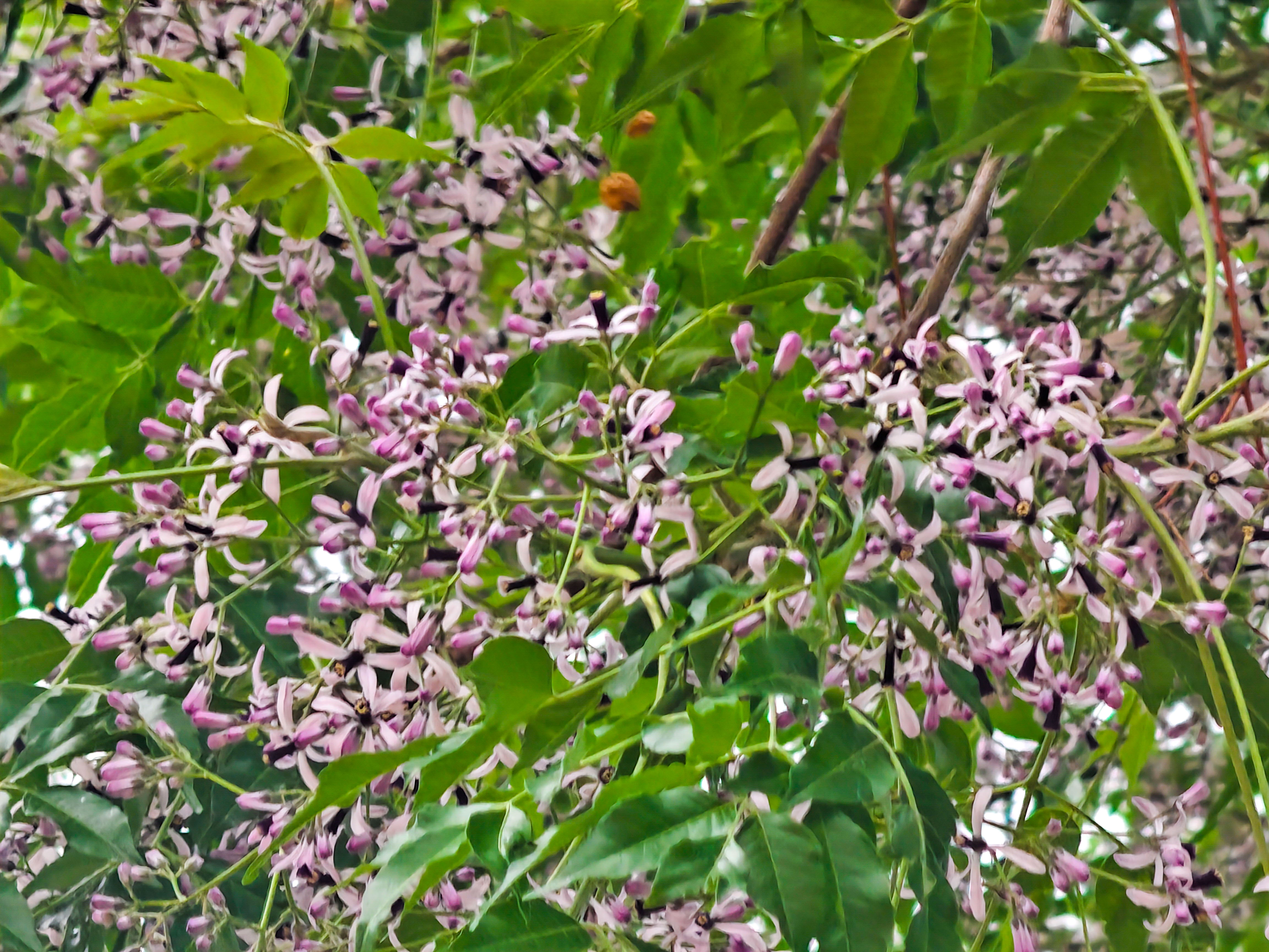 苦楝花开，济南街头弥漫“春天的告别曲”