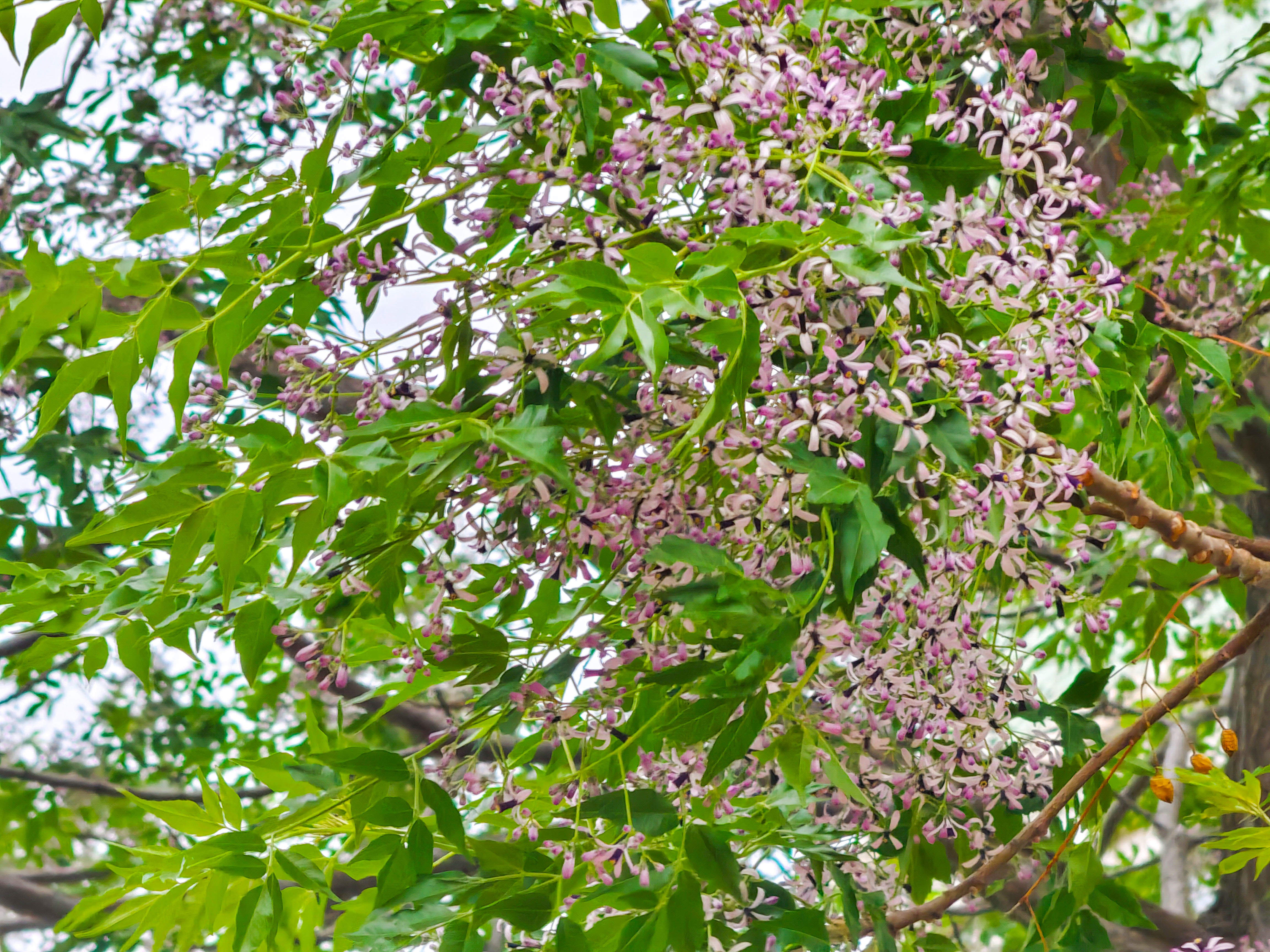 苦楝花开，济南街头弥漫“春天的告别曲”