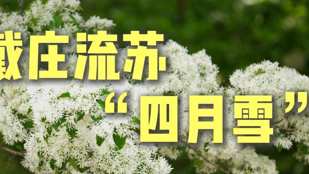 果然视频|戴庄流苏“四月雪”