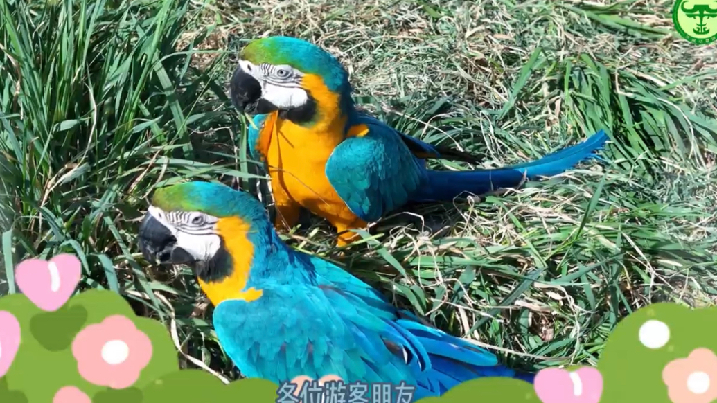 果然视频 | 动物视界（392）红绿金刚鹦鹉的“立体迷宫”