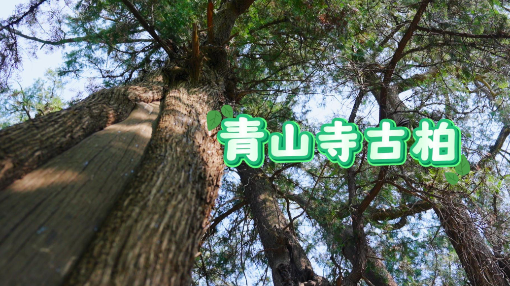 果然视频|走进济宁古树名木——嘉祥青山寺古柏