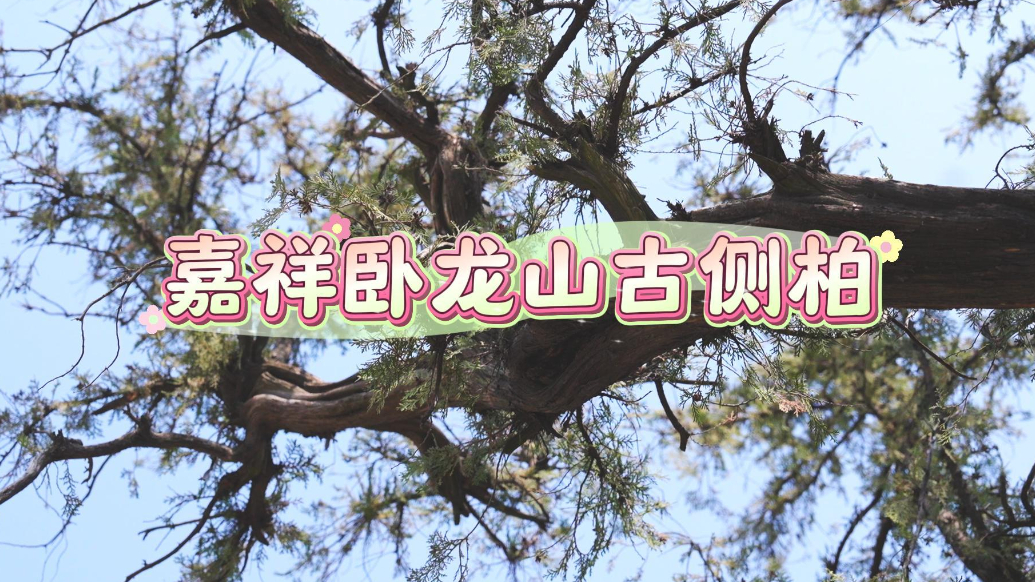 果然视频|走进济宁古树名木——嘉祥卧龙山古侧柏