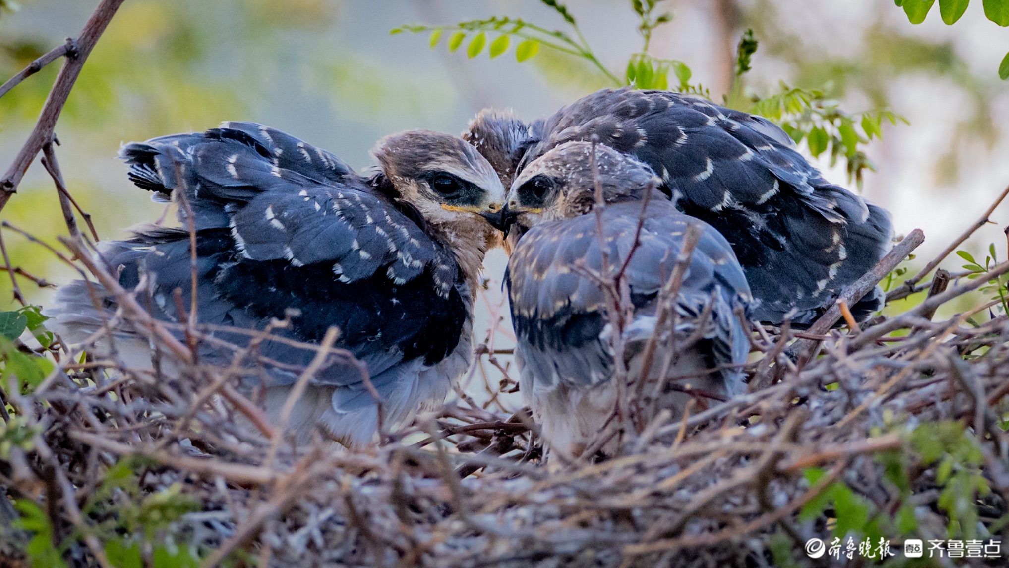 珍稀黑翅鸢现身寿光弥河,温馨育雏画面引关注