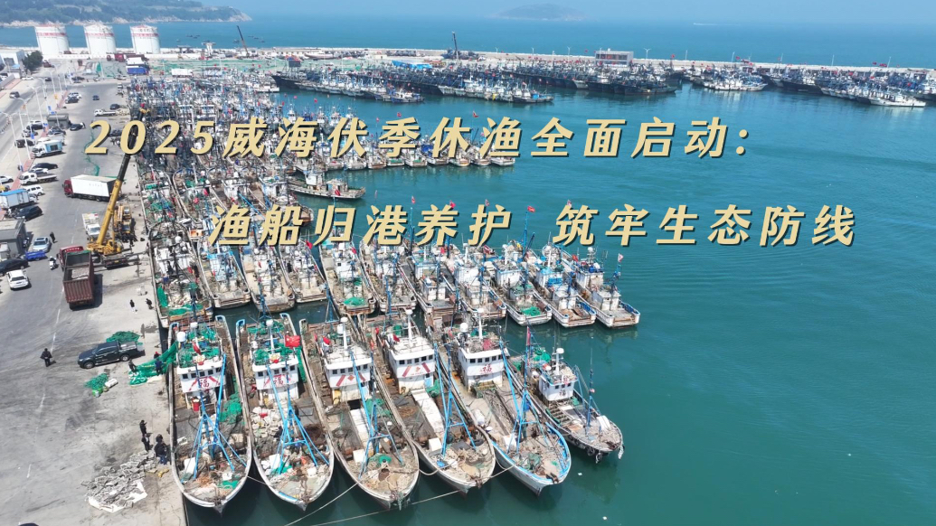 果然视频丨威海2025伏季休渔启动：千帆归港，筑牢生态防线