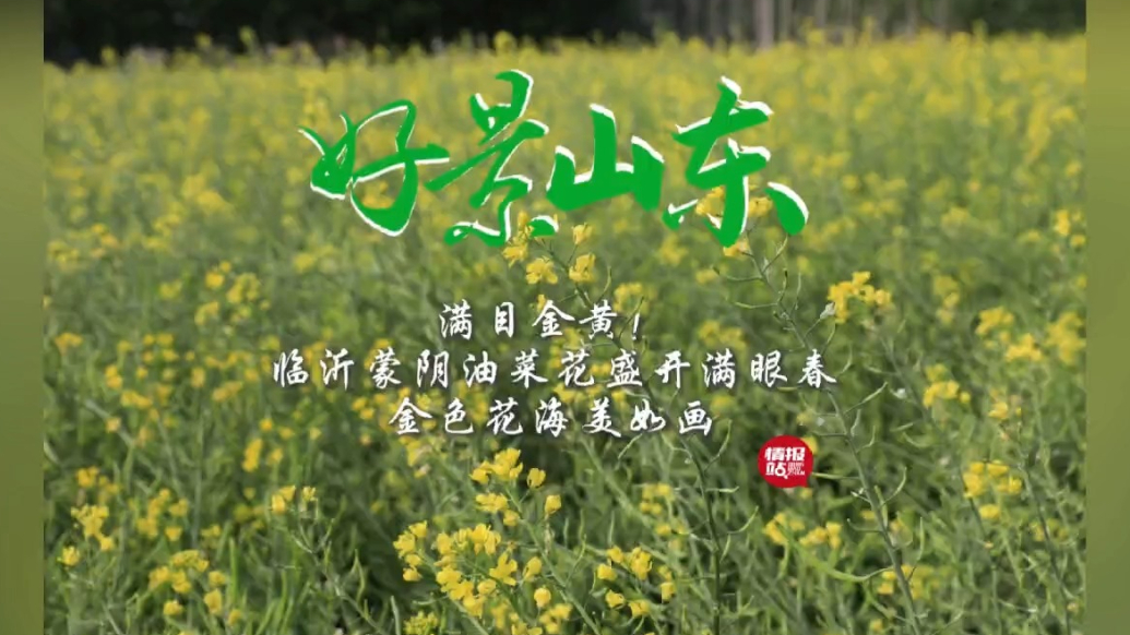 果然视频·好景山东|临沂蒙阴油菜花盛开，金色花海美如画