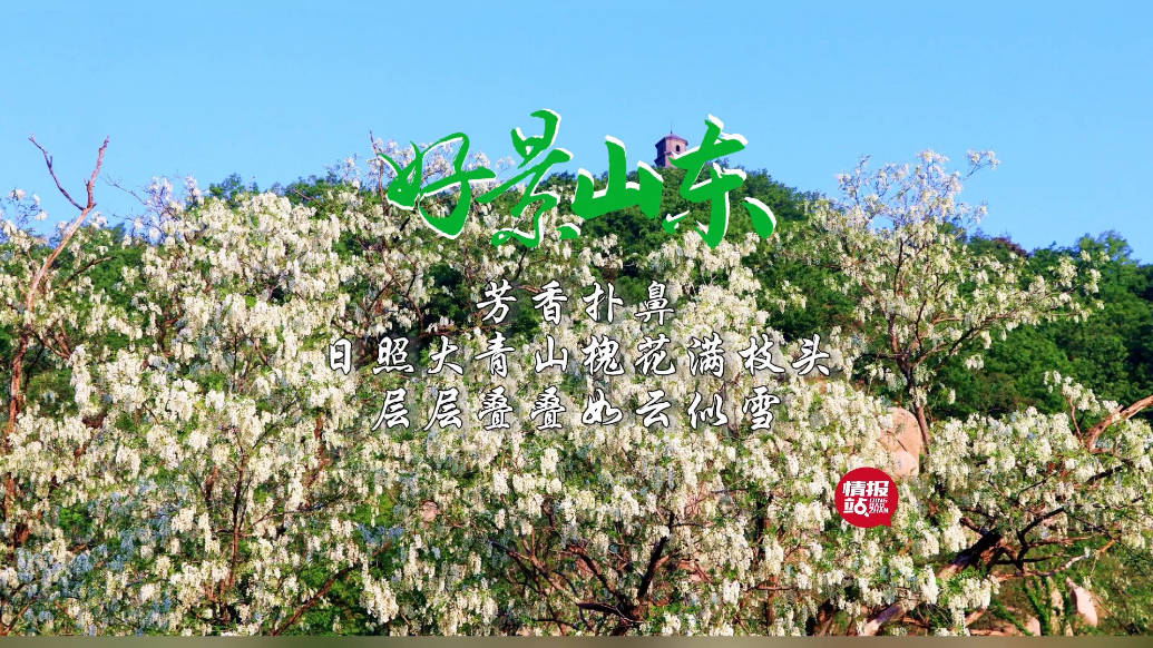 果然视频·好景山东|日照大青山槐花满枝头，层层叠叠如云似雪