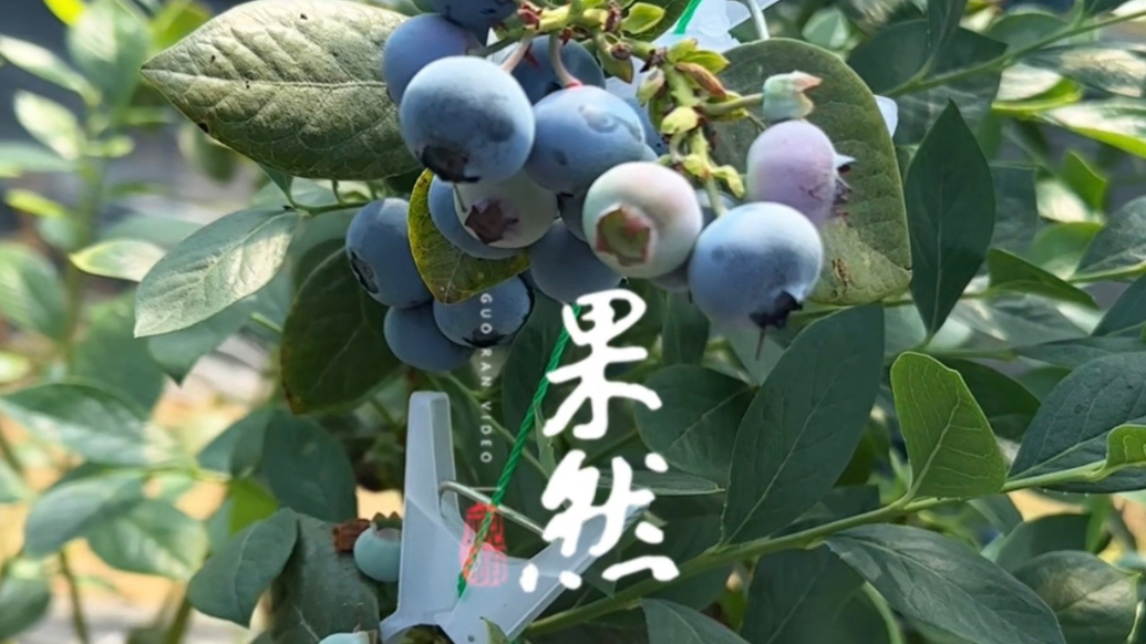 果然视频丨五一威海开启“莓”好时光！草莓蓝莓樱桃采摘正当时