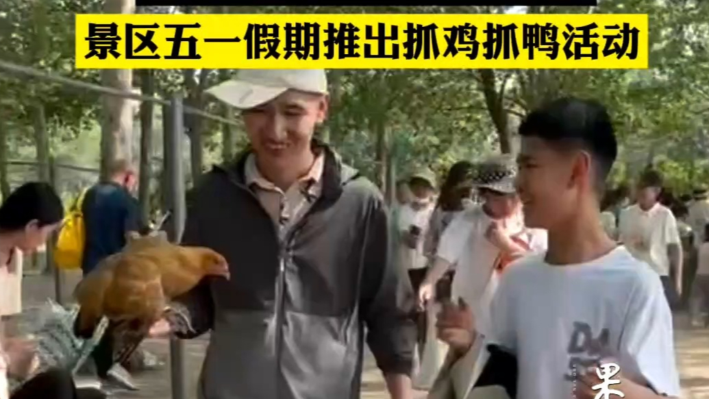 潮玩五一｜嗨翻了！游客追着鸡鸭跑，聊城一景区推出抓鸡抓鸭活动