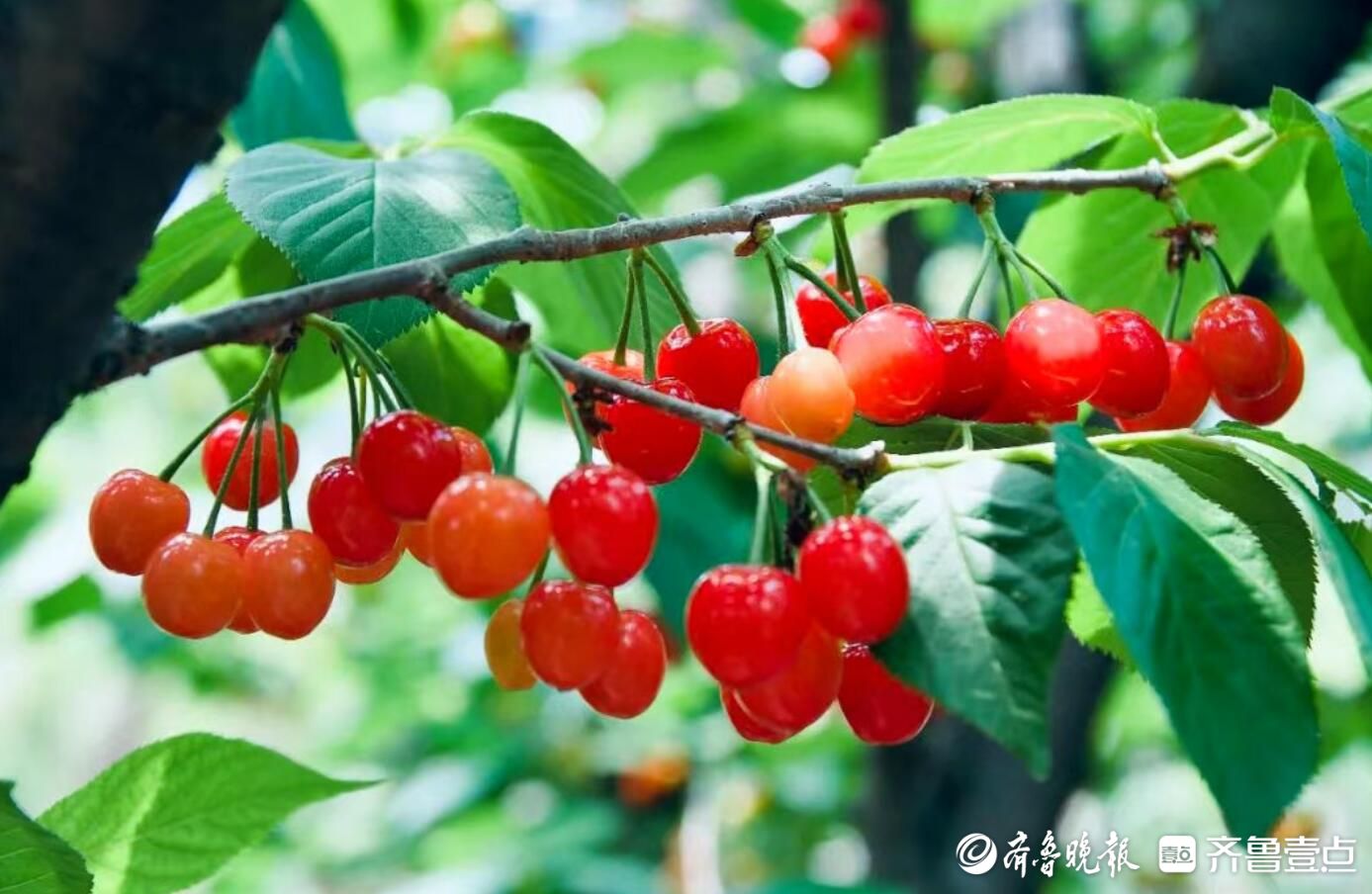 第三十届北宅樱桃节将于本周四在大崂樱桃谷启幕