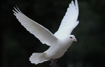 巴基斯坦外长：印巴已同意立即停火