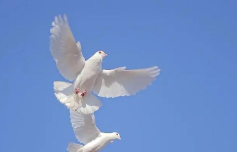 印巴同意立即停火