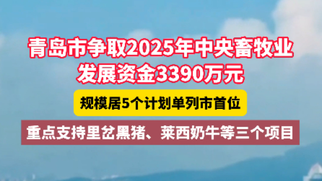 琴视频丨青岛市争取2025年中央畜牧业发展资金3390万元