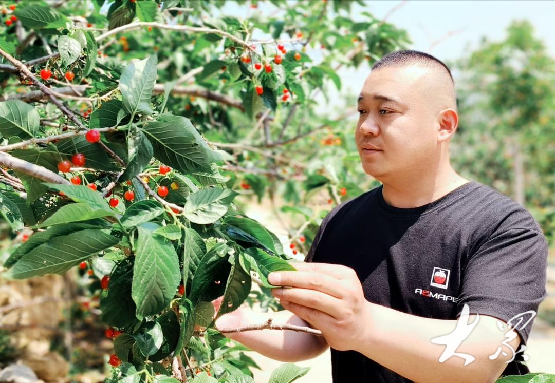 年产值上亿元！万德街道万余亩樱桃红了