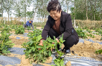 好德州丨从杂草比车高到无花果飘香，德州这个村渐入佳境
