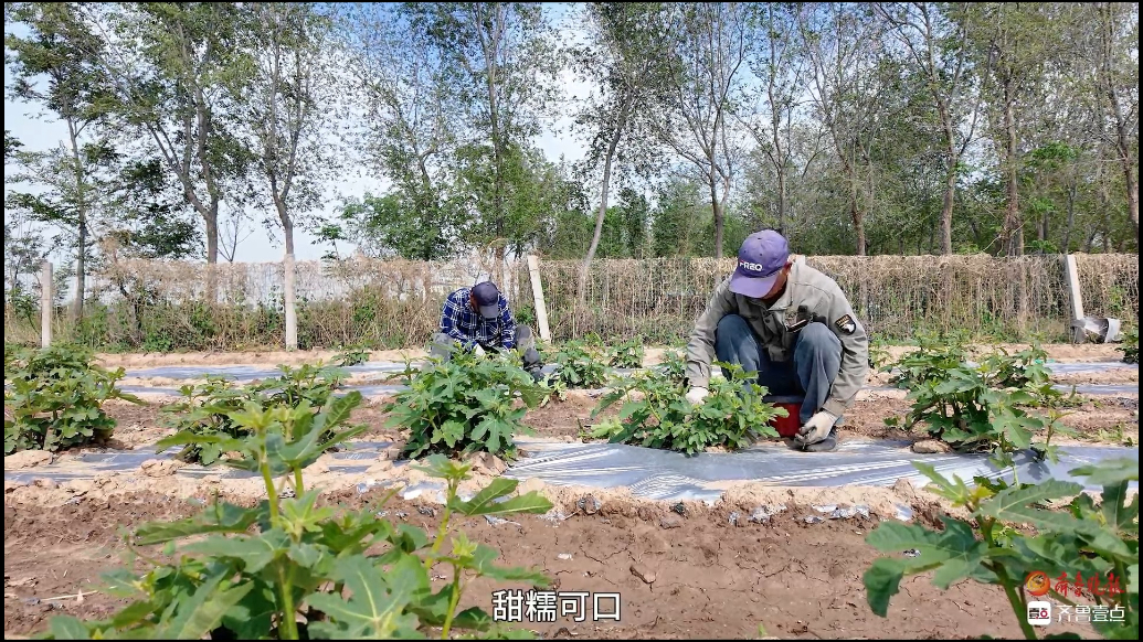 好德州丨齐鲁晚报·齐鲁壹点专题报道