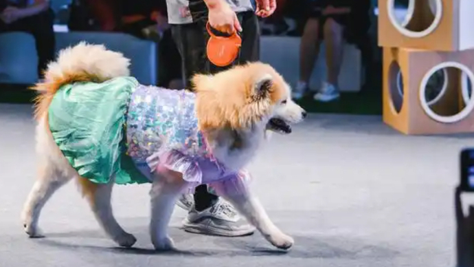 孕婴童产业博览会|毛孩子超萌暴击！萌宠嘉年华等你来“沦陷”