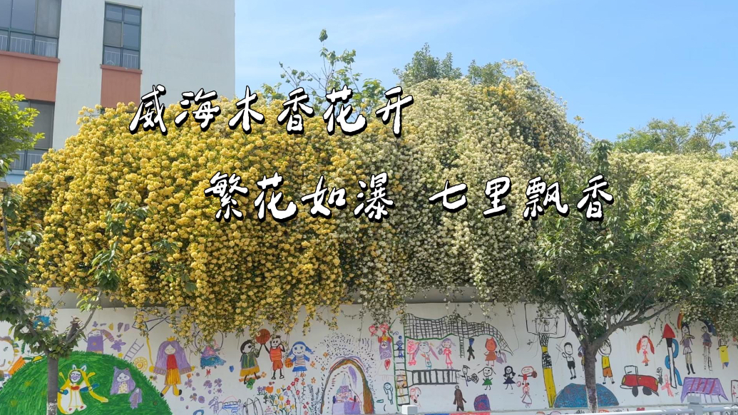 果然视频丨威海木香花开，繁花如瀑七里飘香