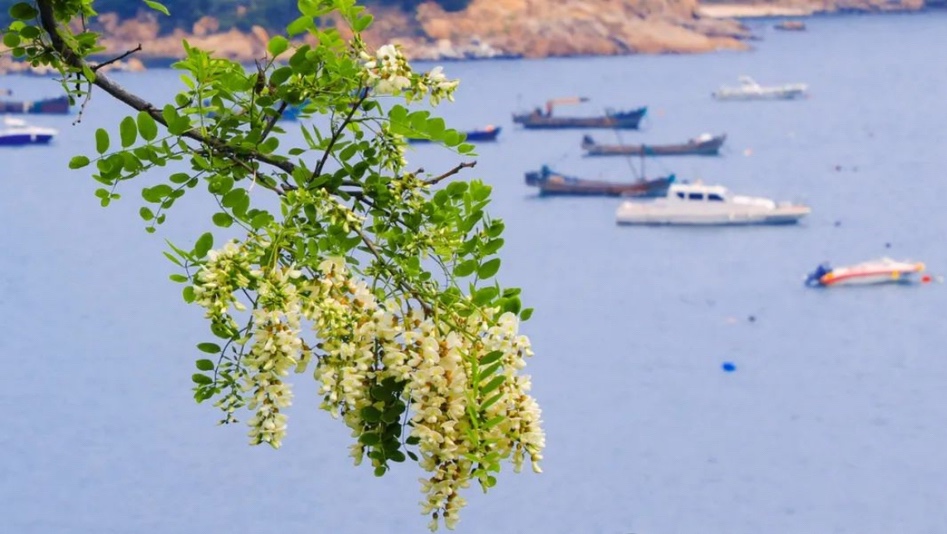 槐香满城，威海槐花季开启，五月限定浪漫