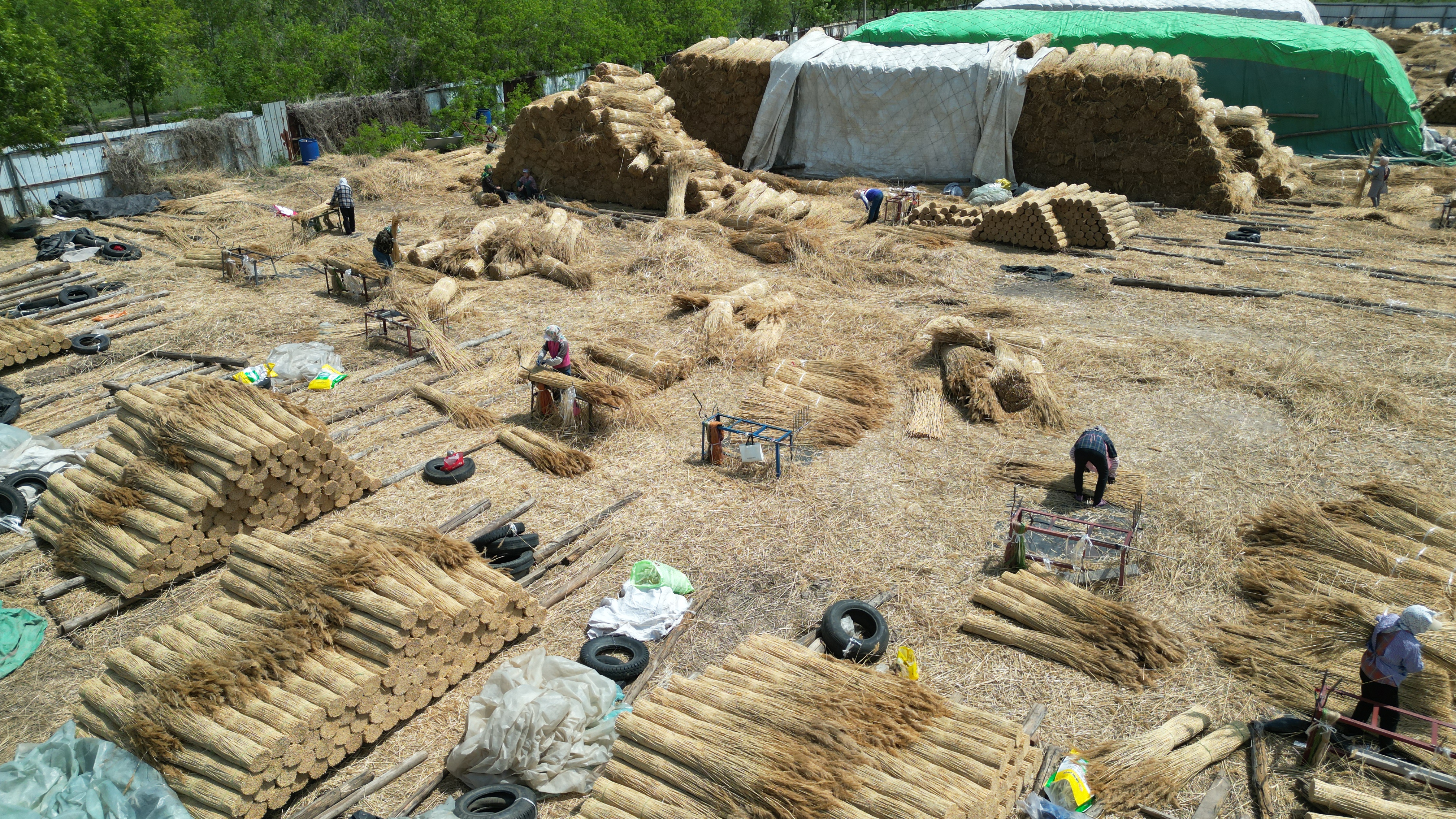鲁北苇海崛起产业新地标：探秘无棣水湾镇芦苇交易市场的振兴密码