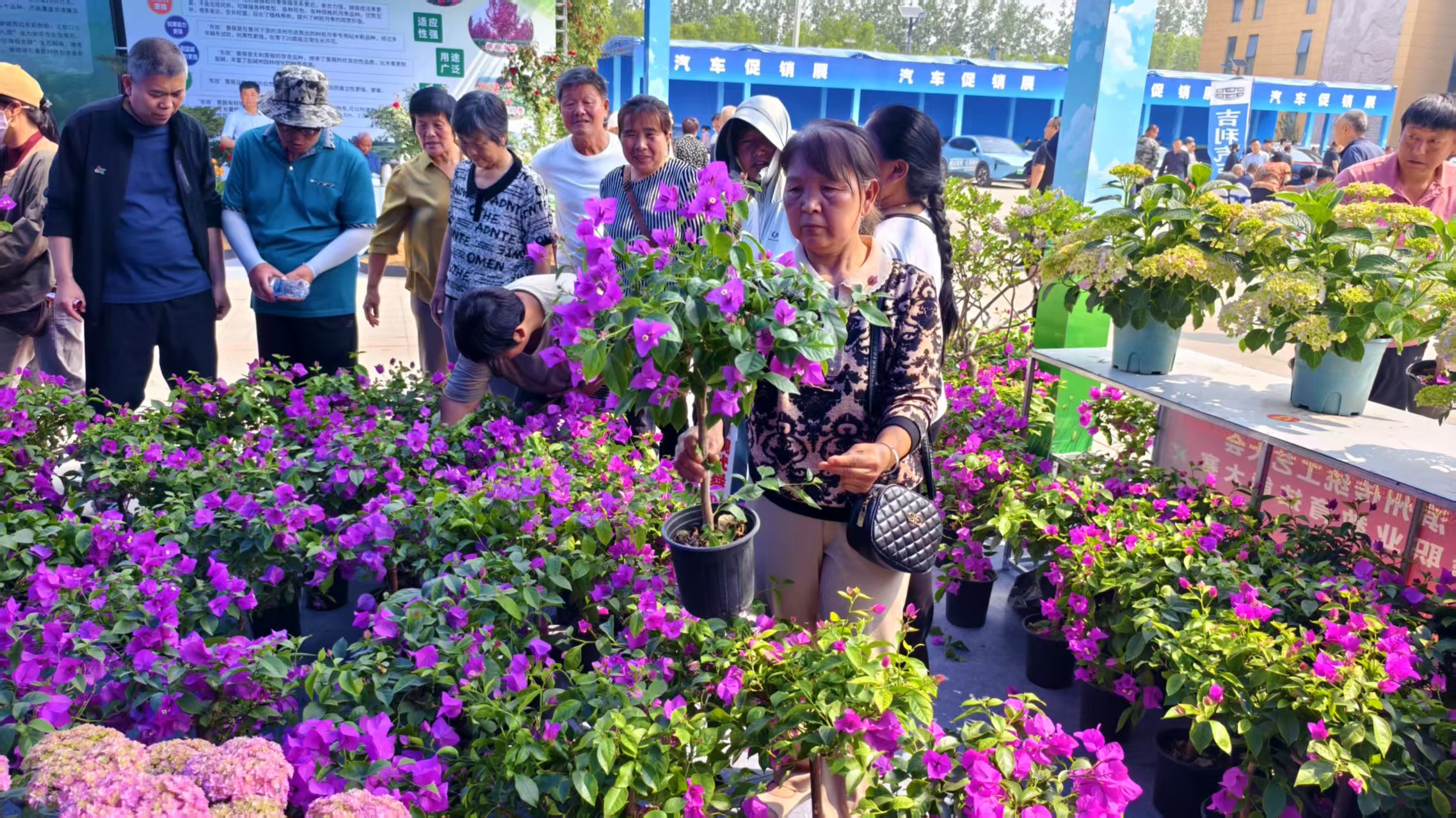 惠民苗木