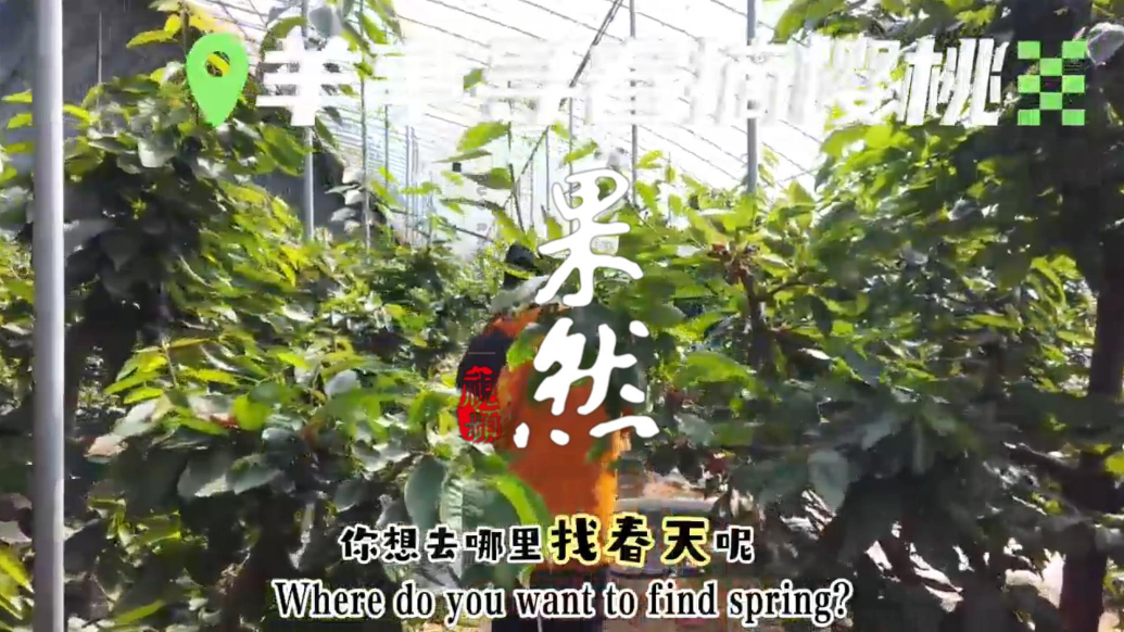果然视频丨尝一口大樱桃，爱上威海的春天