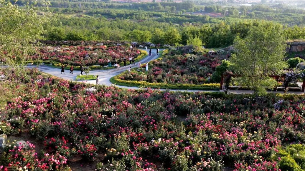琴视频丨免费赏花新地标！青岛即墨马山公园玫瑰花海盛放