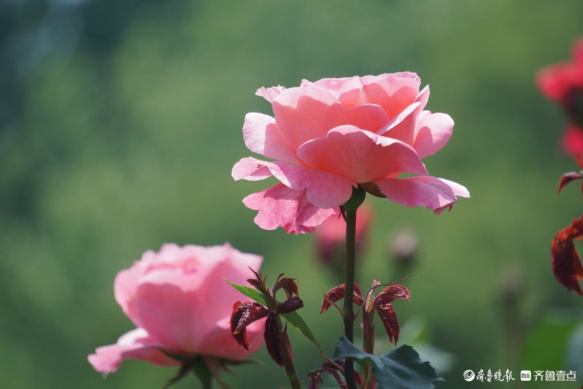 月季花开，争奇斗艳