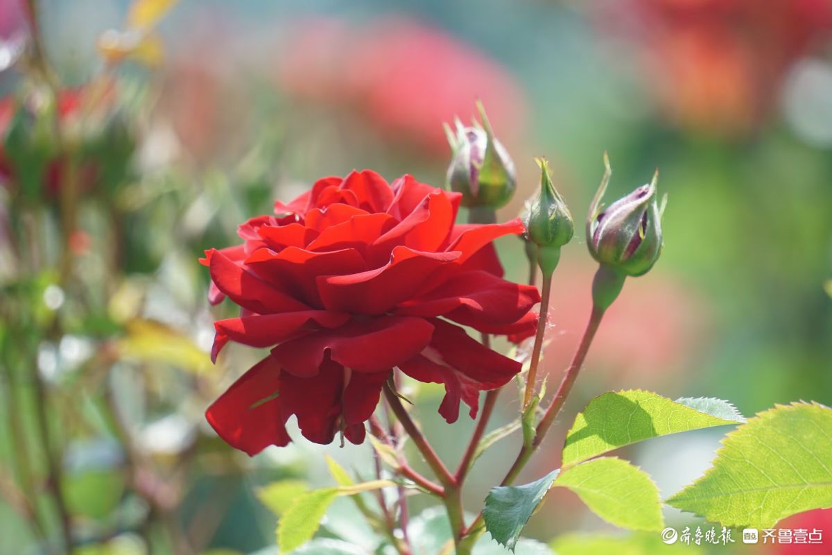 月季花开，争奇斗艳
