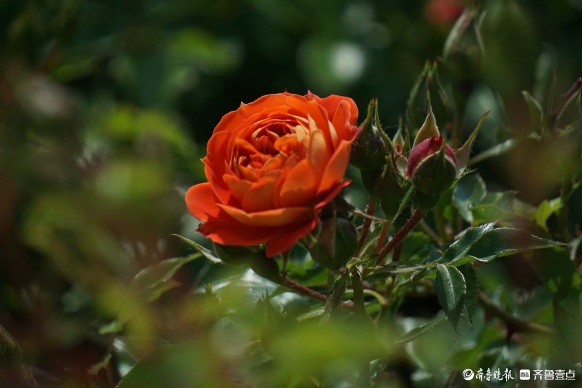 月季花开，争奇斗艳