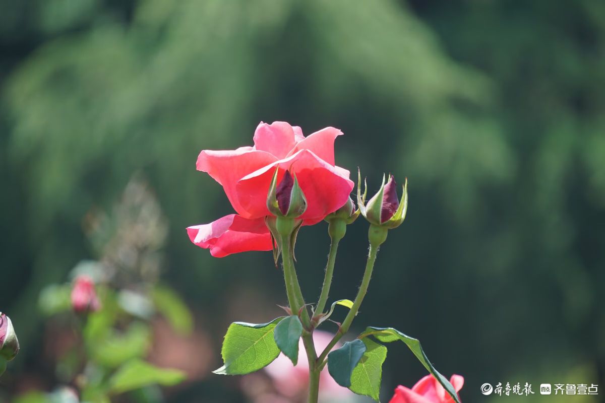 月季花开，争奇斗艳