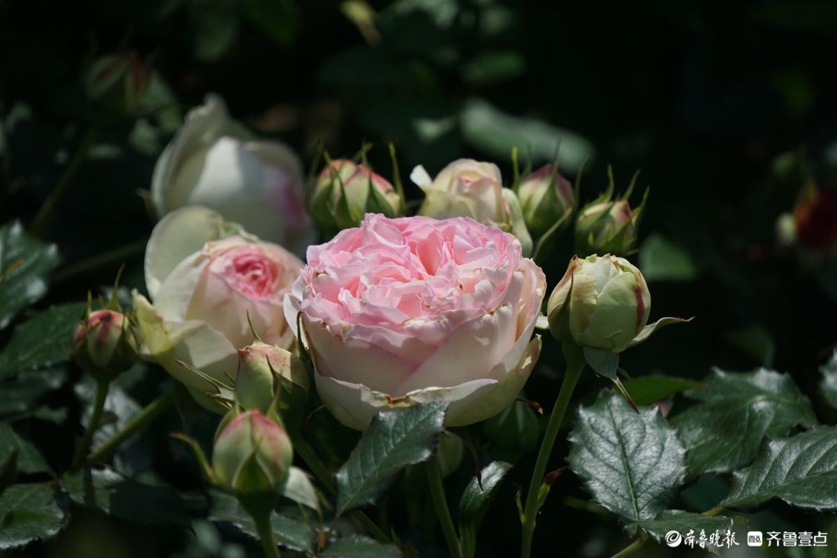 月季花开，争奇斗艳