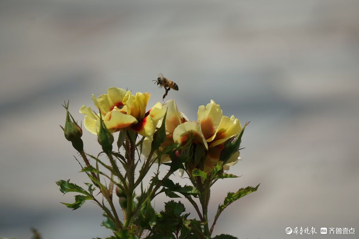 月季花开，争奇斗艳