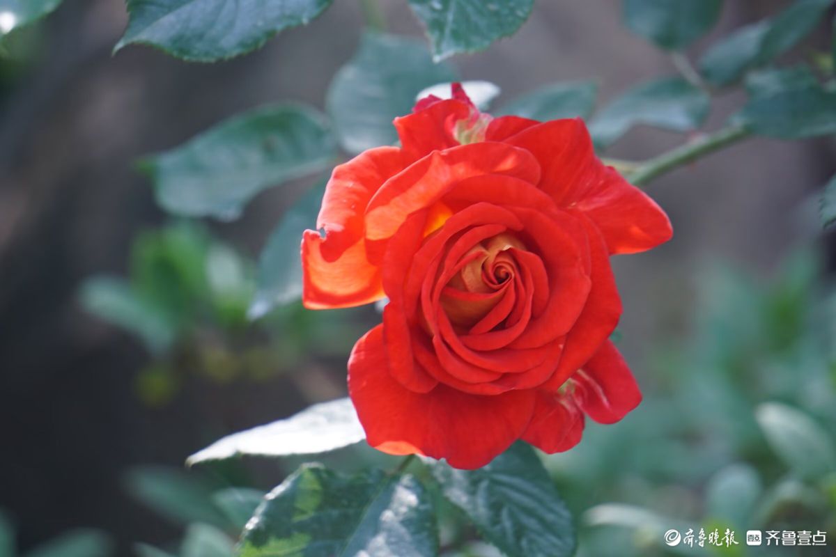 月季花开，争奇斗艳