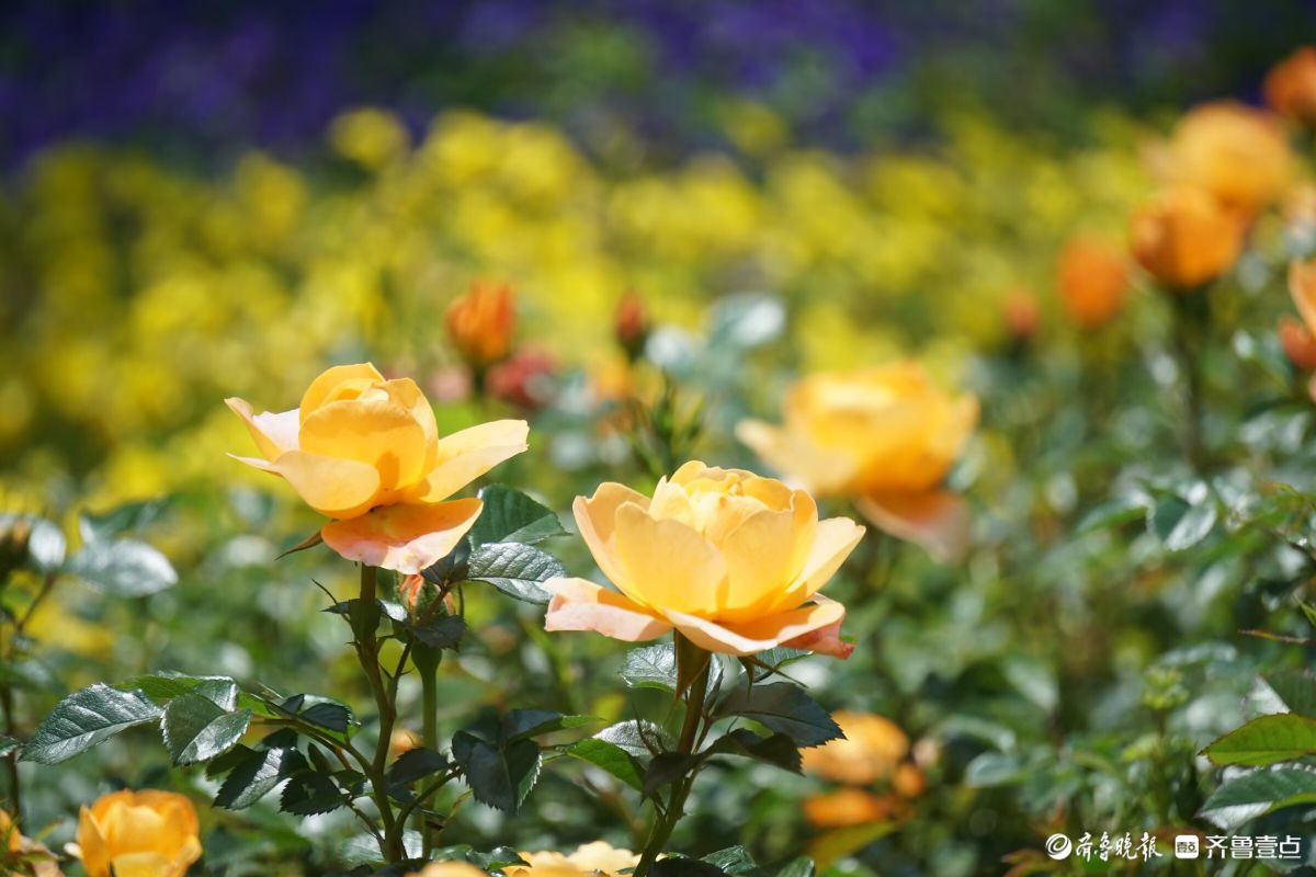 月季花开，争奇斗艳