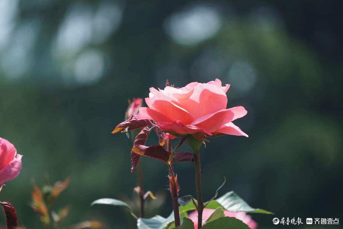 月季花开，争奇斗艳