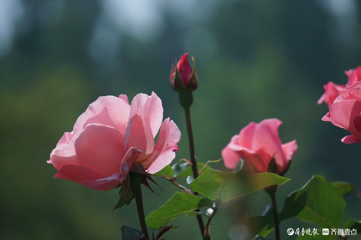 月季花开，争奇斗艳