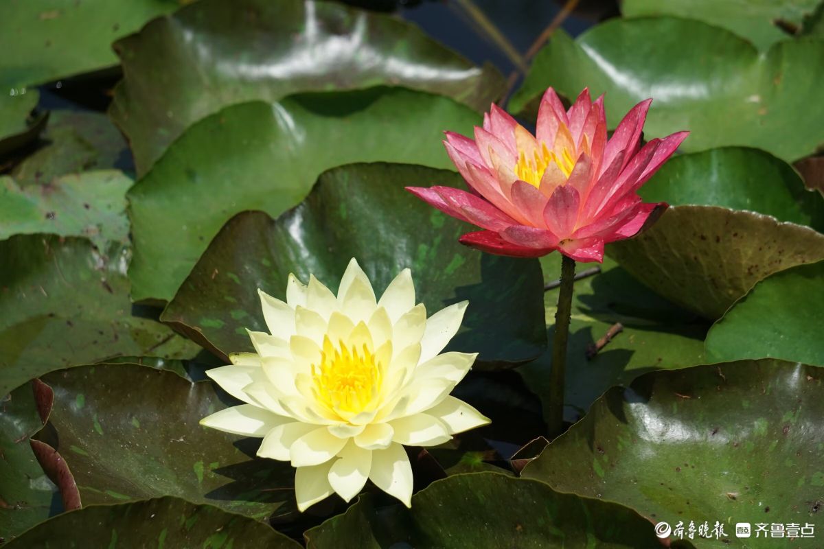 睡莲花儿朵朵开