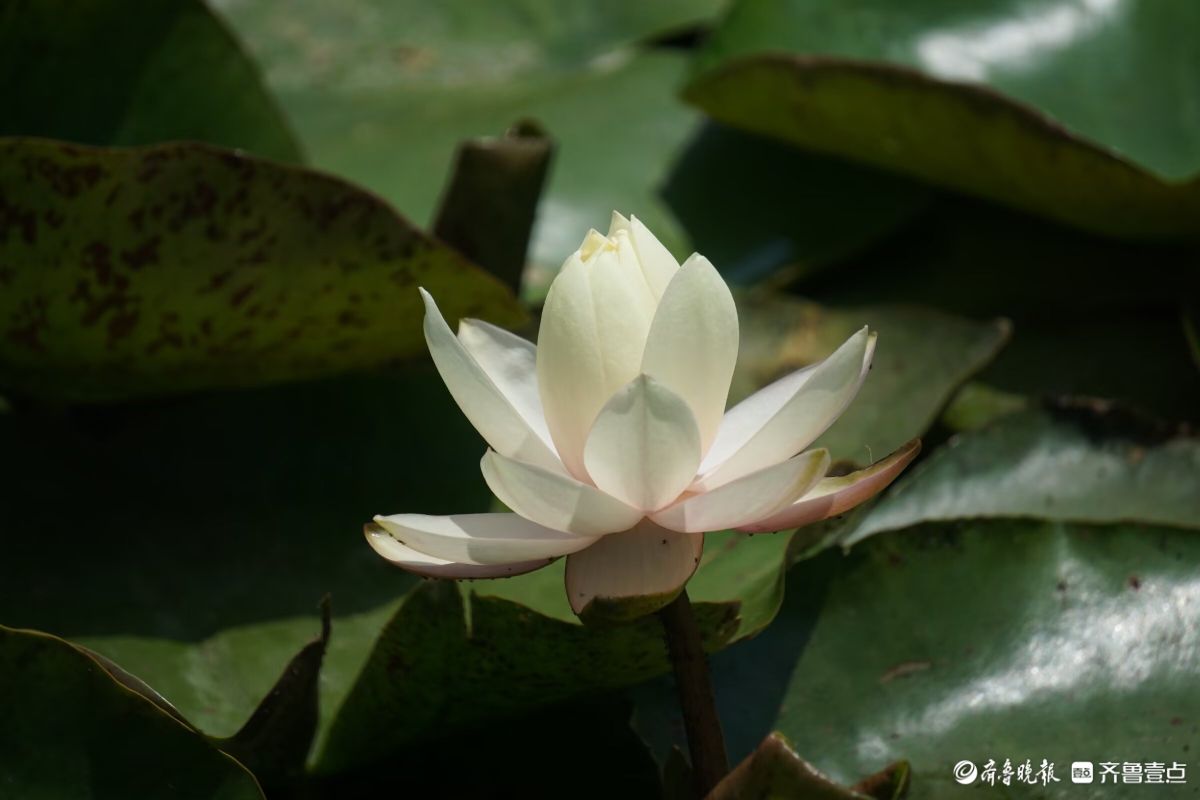 睡莲花儿朵朵开