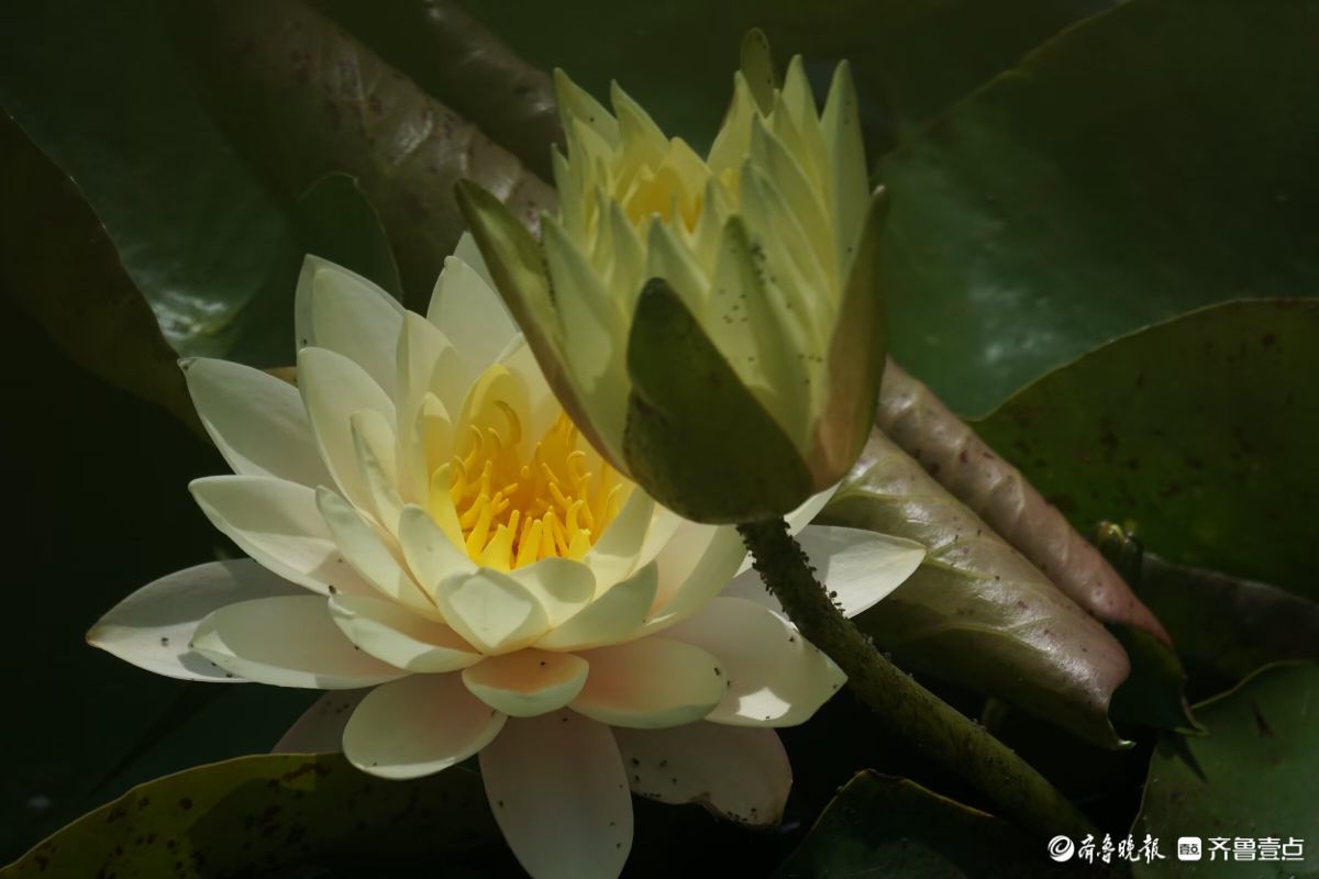 睡莲花儿朵朵开