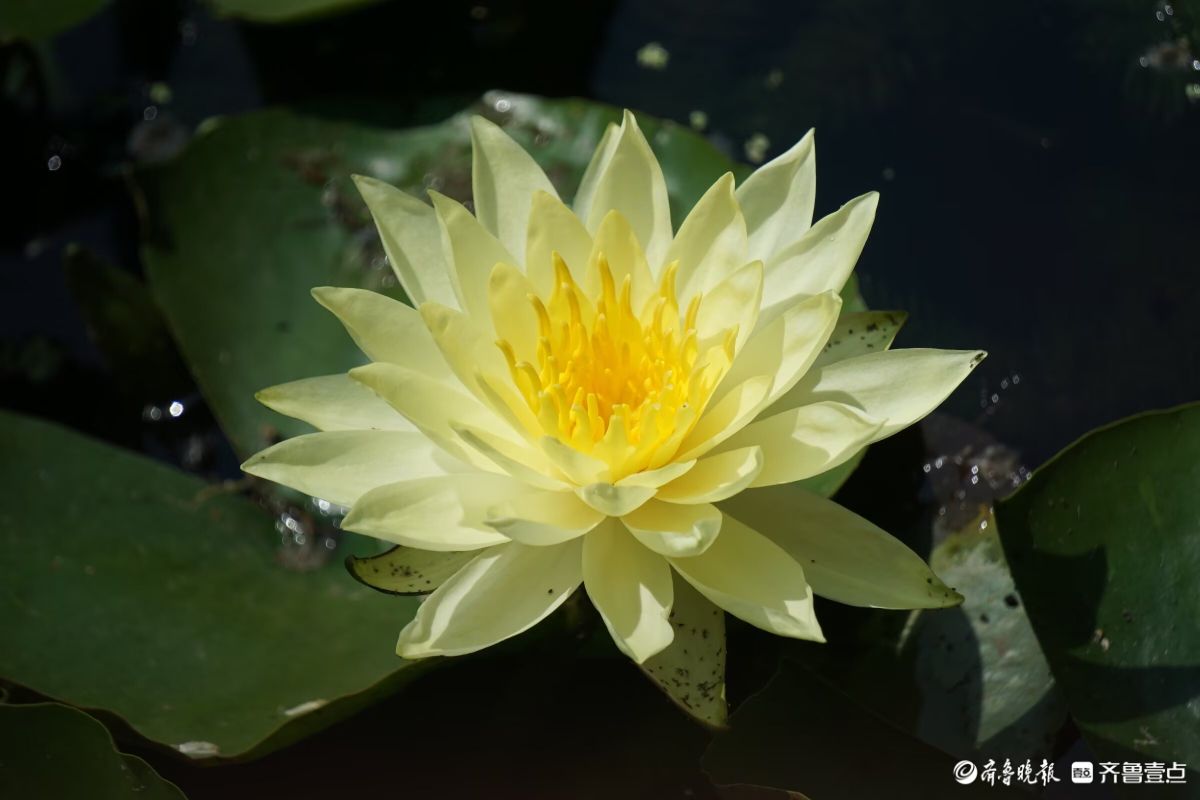 睡莲花儿朵朵开