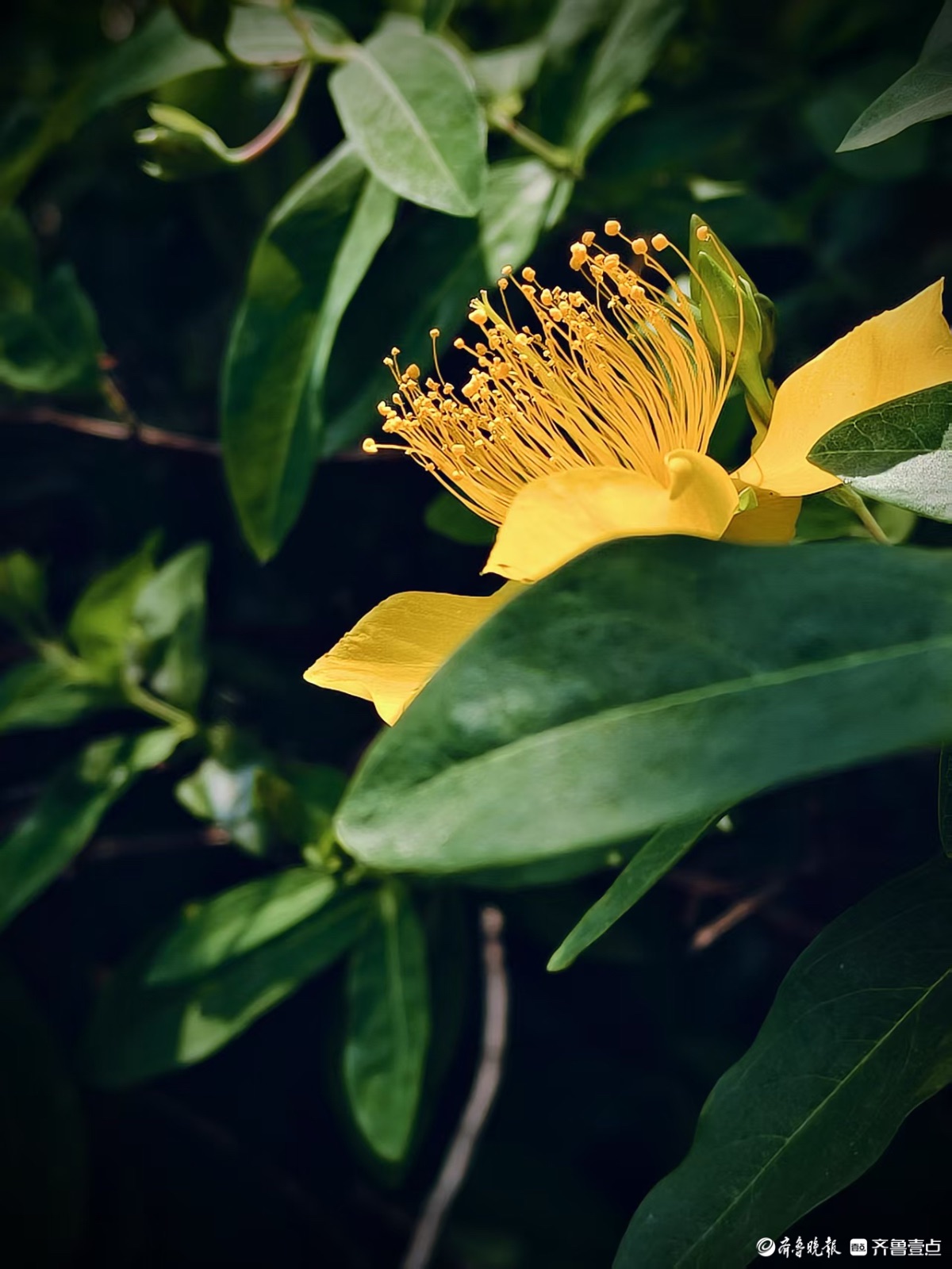 金丝桃开花了