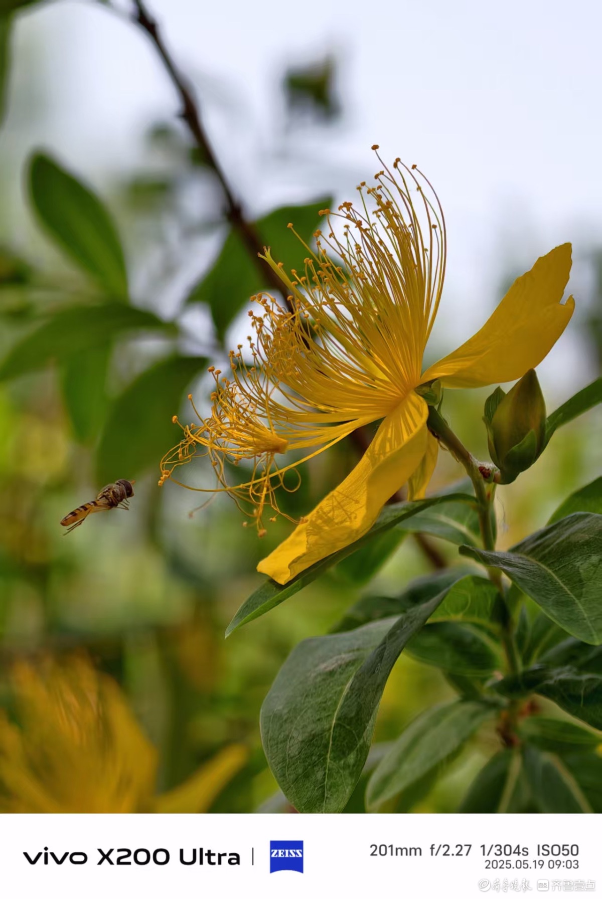泉城公园金丝桃花开，我在记录