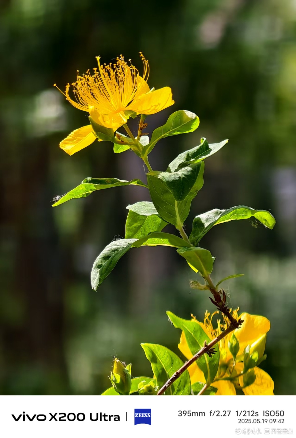 泉城公园金丝桃花开，我在记录